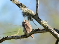 2016-05-11 10h31m19 - Dwerguil - Pierre Bernard